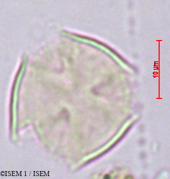 ISEM 1/Saurauia_rusbyi_29454/Saurauia_rusbyi_29454_0005(copy).jpg